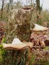 sfeerbeelden in het bos