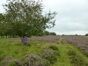 Westerveld