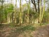 In het Staelduine bos
