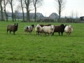 Polder Streefkerk