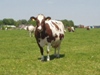 Koe op IJsseldijk