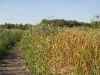 Capelle a/d IJssel