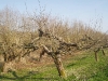 Appeldijk