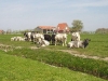 Maasland