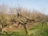 Appeldijk