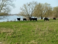 Maas bij Arcen