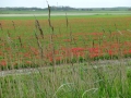 Bollenveld