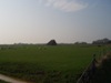 Willekeurige schapenboet
