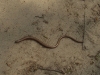 Hazelworm (?)