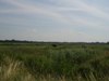 Gagelbos        
