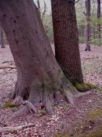 P4250033