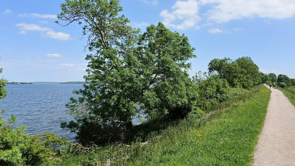 Wandelpad langs het IJmeer met bomen en groen gras, wandelaars in de verte en windmolens aan de overkant