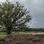 Huizen - Hilversum IMG20260926105105