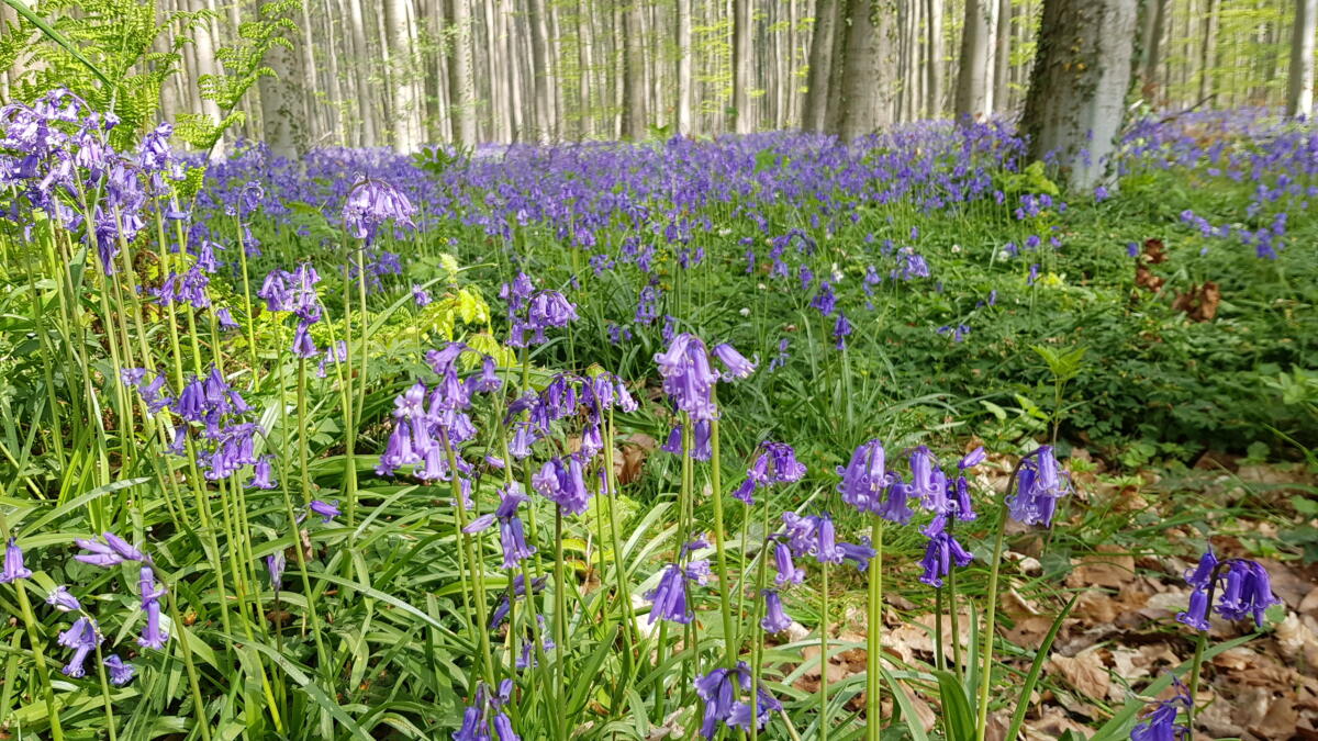 Hallerbos