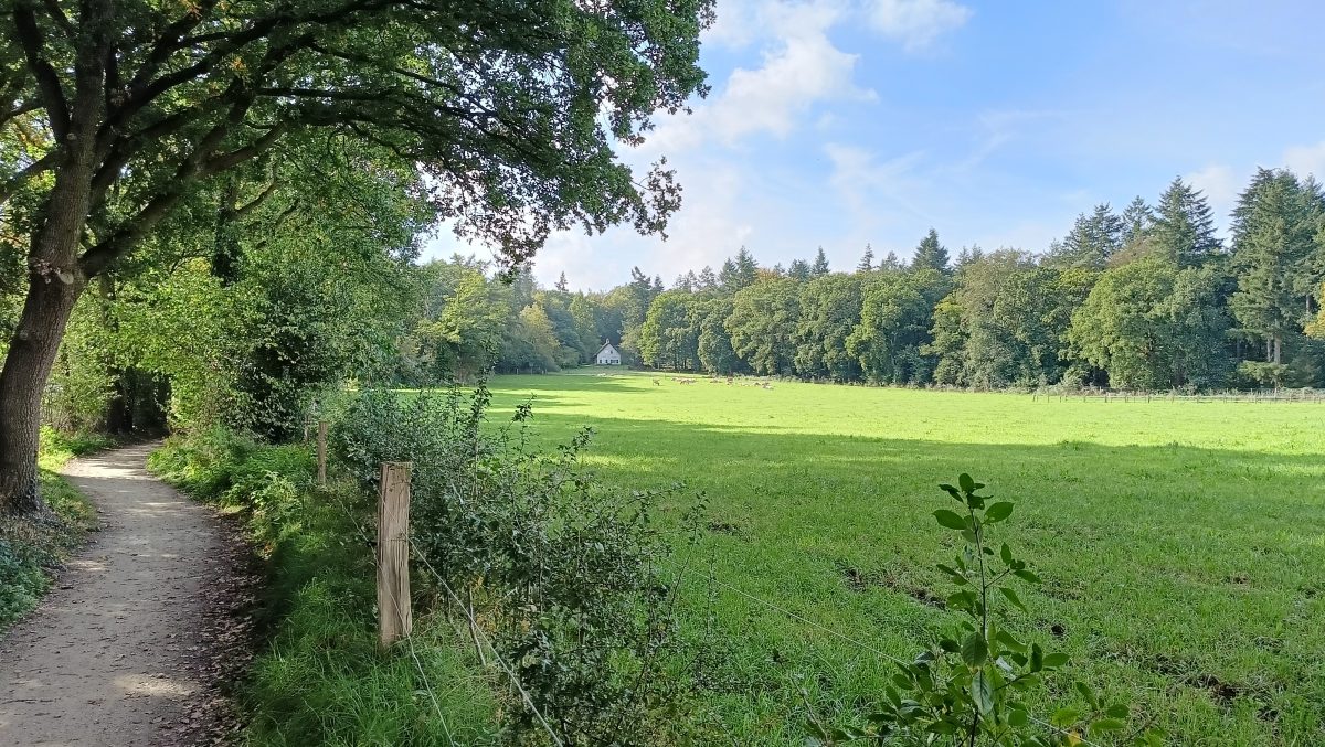 Bruisbeek