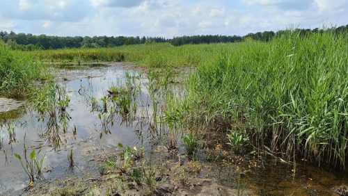 Wisselse Veen
