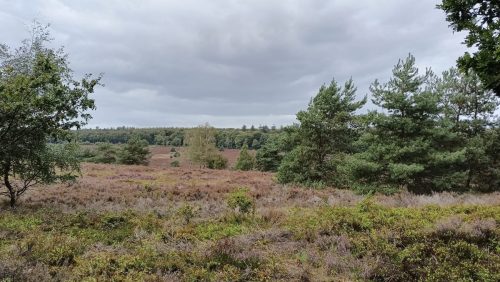 Leesterheide