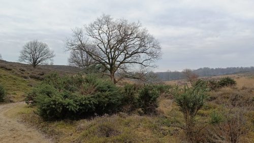 Herikhuizerveld