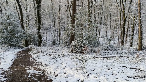 Beekhuizense Bossen