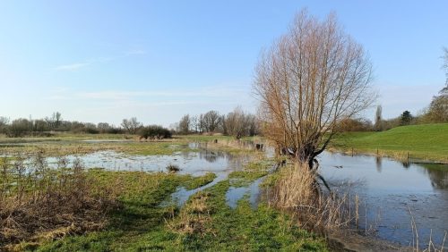 Wageningse Uiterwaarden
