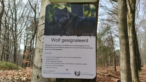 Wolf