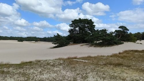 Lange Duinen