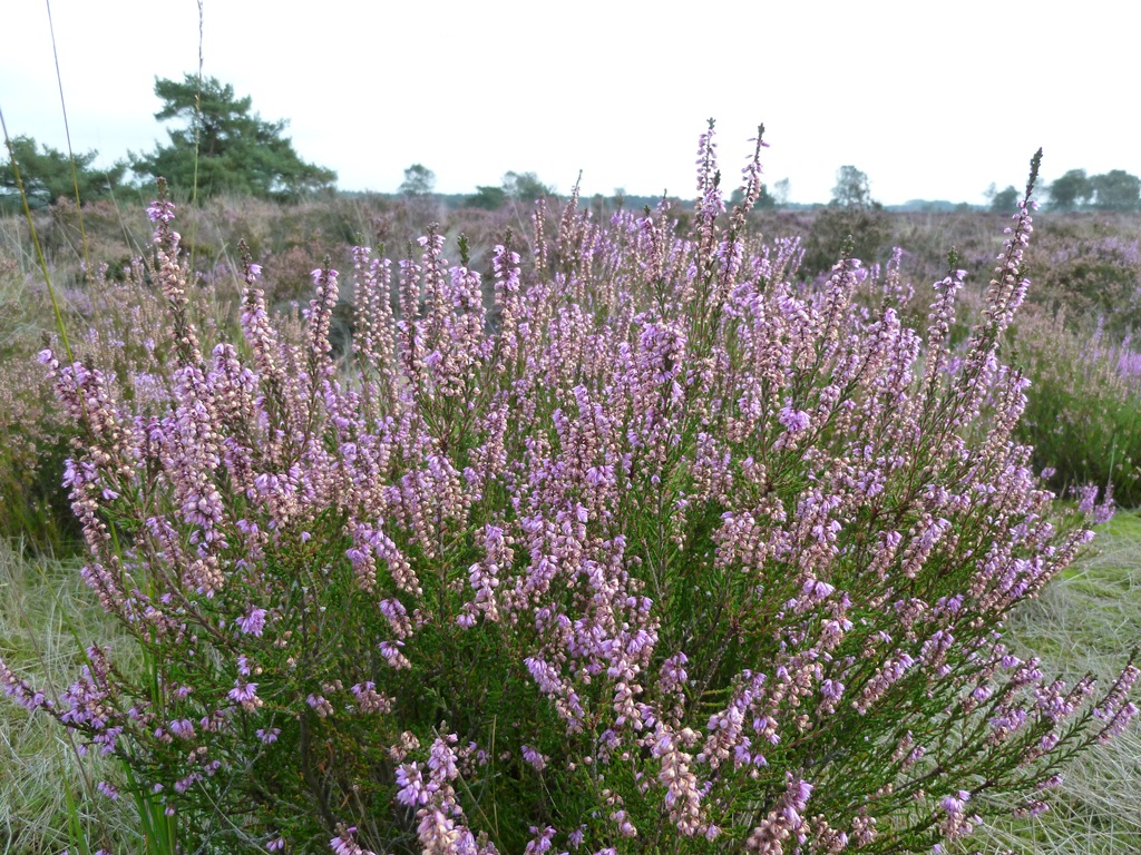 Kalmthoutse Heide