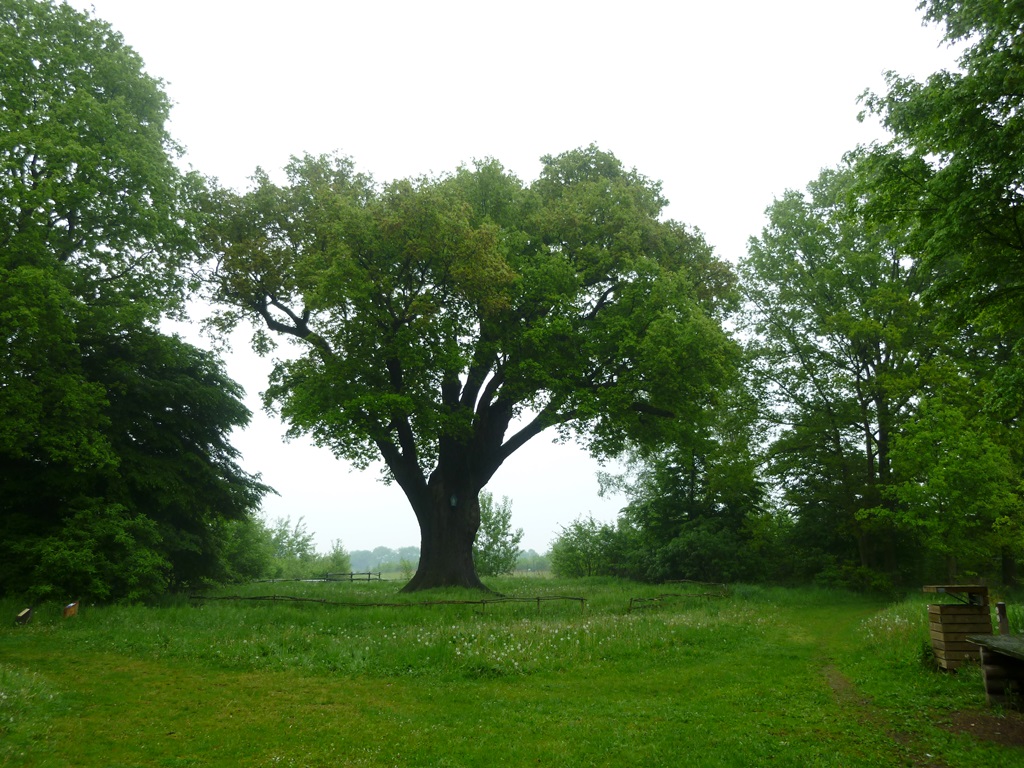De duizendjarige eik bij Lummen