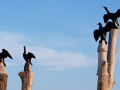 De aalscholvers van woodcarver Dave Hamsworth