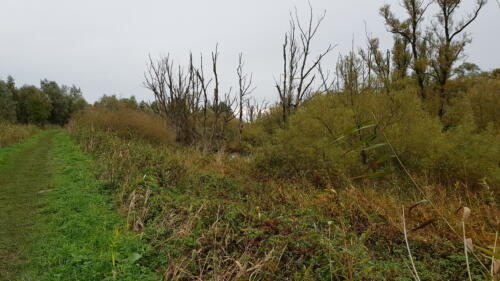 De Biesbosch