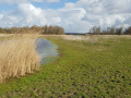 Oostvaardersveld