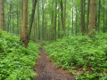Dutch Mountain Trail