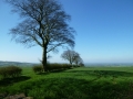 Ray Dale