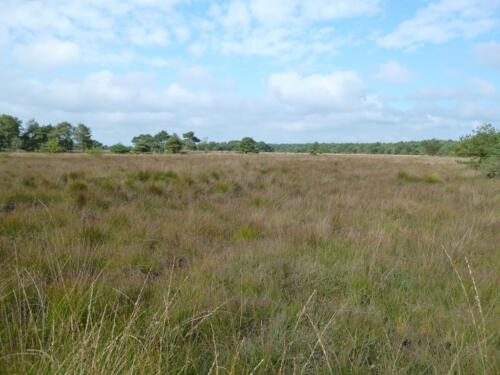 Kalmthoutse Heide