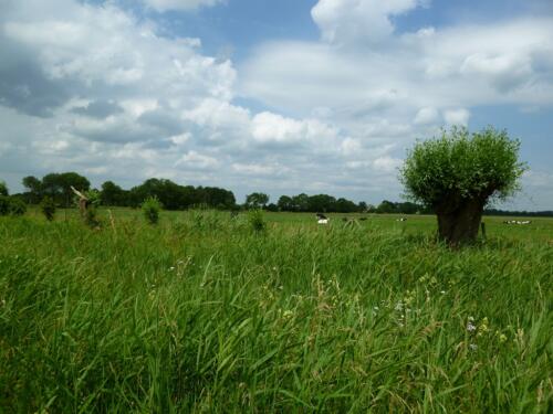 Veenkade
