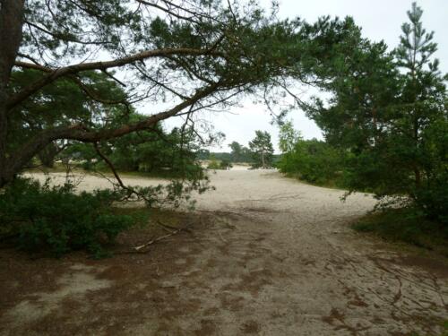 Lange Duinen