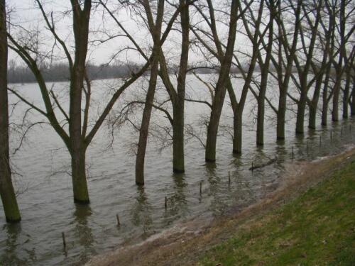 Langs de Waal