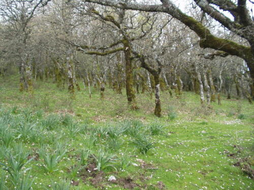 Sardinië: Monte Rasu