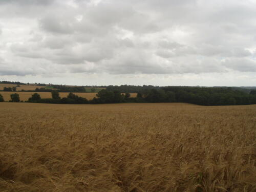 South Downs Way